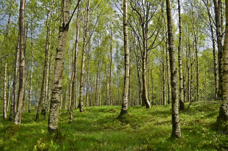 Thinking Forestry? - A positive step towards sustainability with a Teagasc Phone-In Clinic