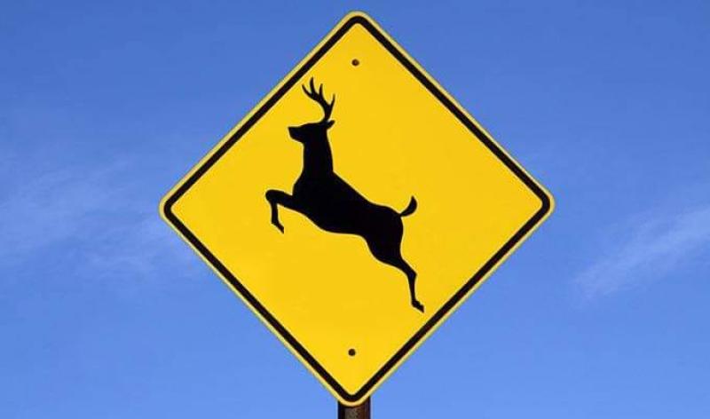 'Deer drivers' - Laois gardaí warn of animals on local roads 
