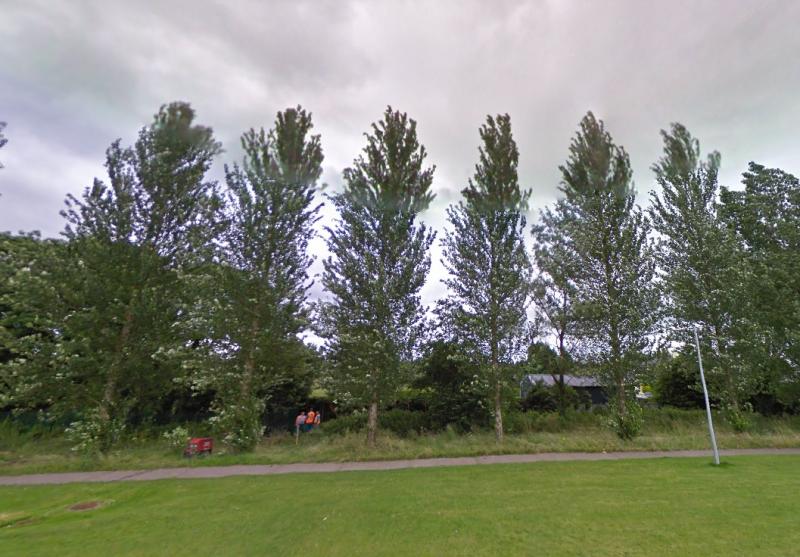 Laois residents in fear that tall trees will fall on their houses