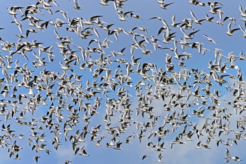 Department introduces enhanced biosecurity measures to battle Avian Influenza 