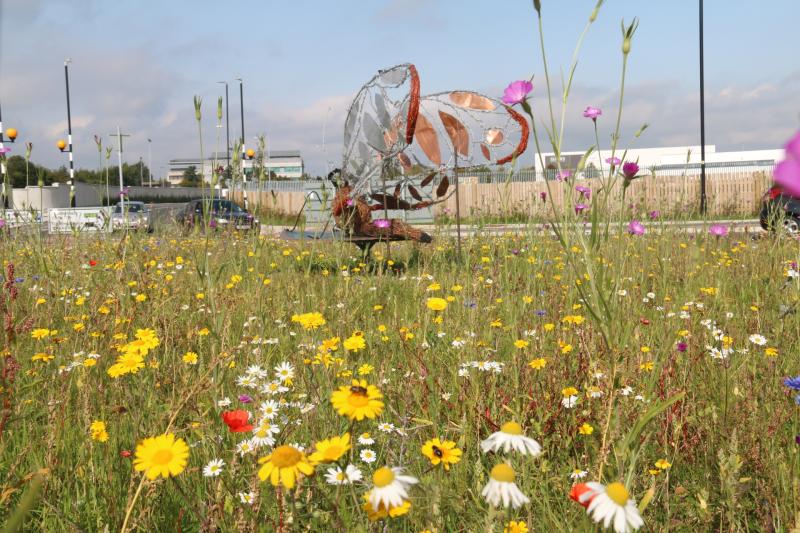 Biodiversity officer to be appointed in Laois to protect wildlife