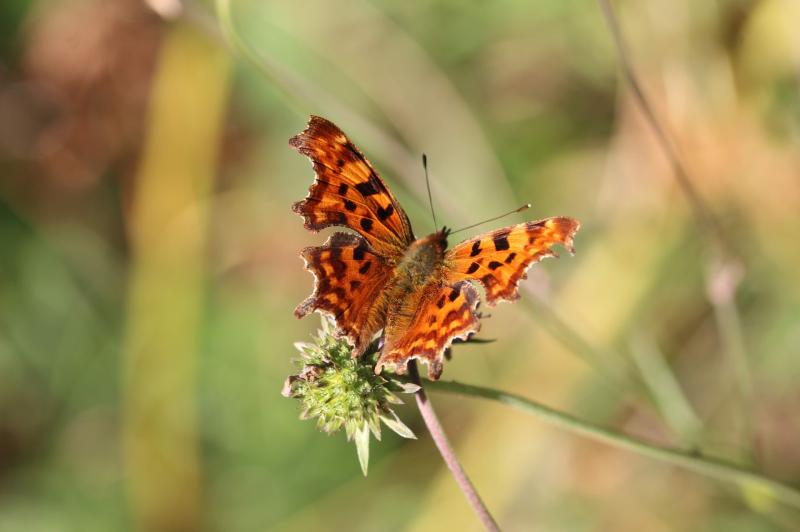 Abbeyleix Bog project wants your bog photos but you don't have much time to enter