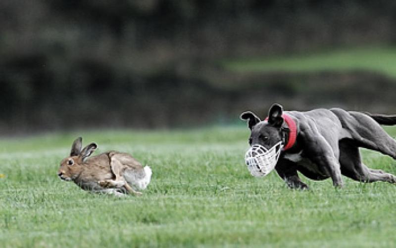 Government entitled to delist coursing as permitted activity during current covid19 restrictions