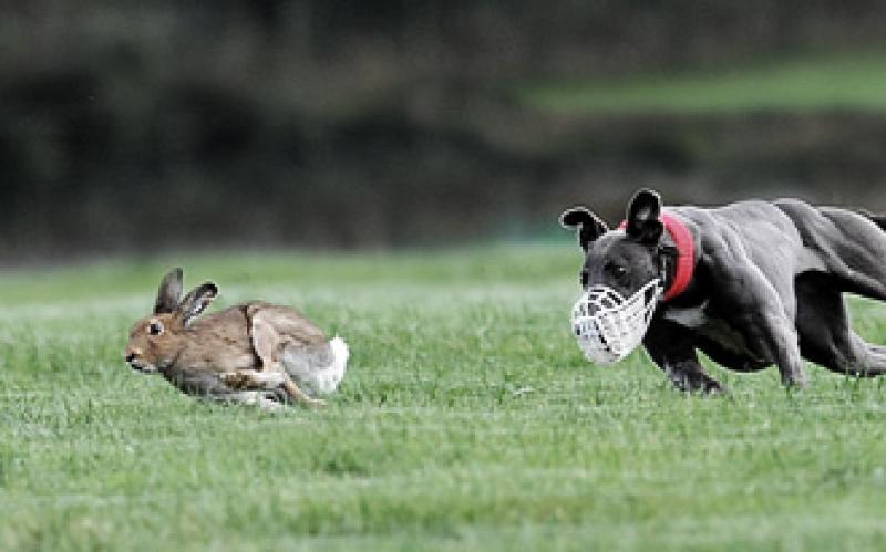 coronavirus covid-19 coursing greyhound