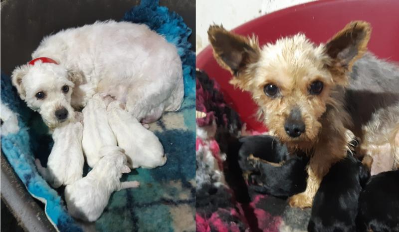 Illegal dog breeding establishment uncovered and shut down in midlands