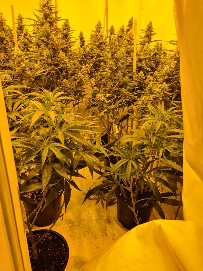 Cannabis herb
