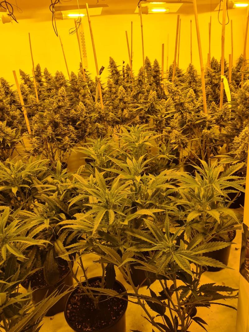 cannabis