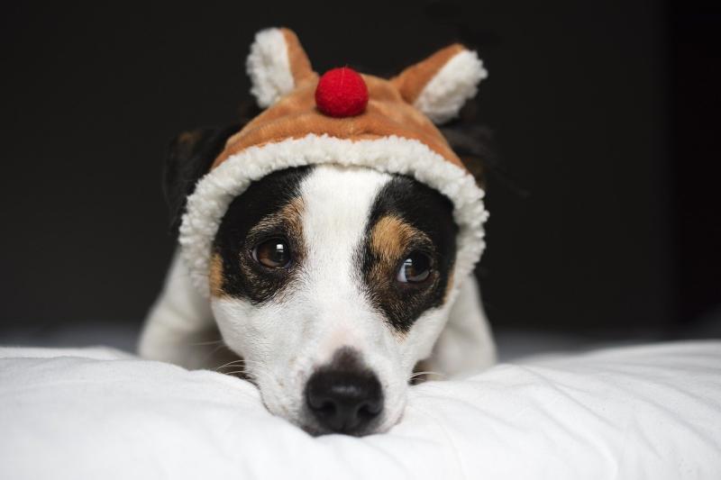 Dog charity received an average of four requests every day to surrender a dog following Christmas period