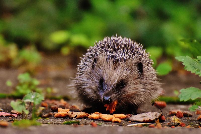 Laois volunteers needed for second nationwide hedgehog survey