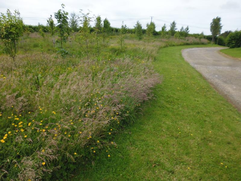 Have you got more moss than grass in your lawn?