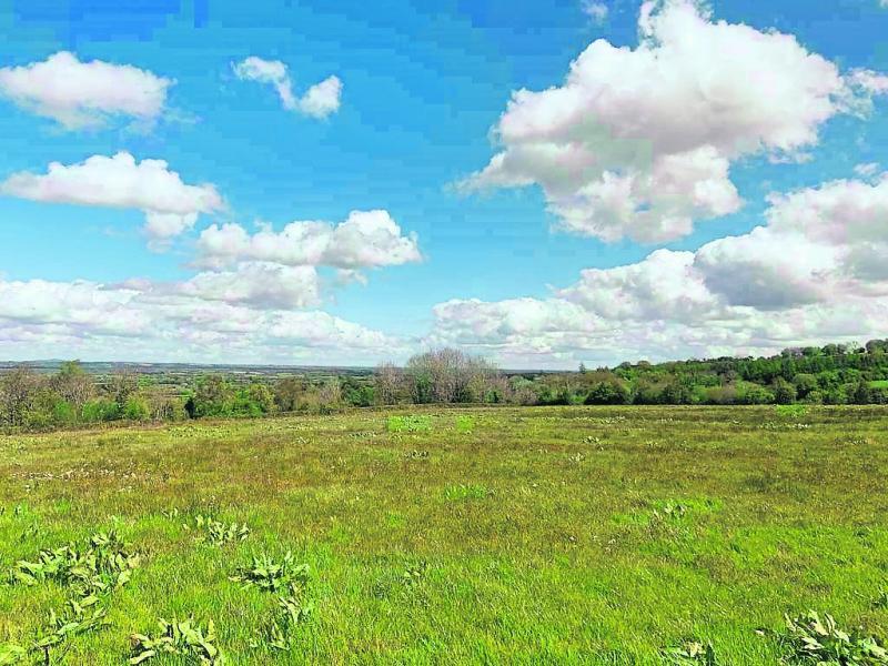 PROPERTY WATCH: Nature reserve for sale in Slieve Bloom mountains