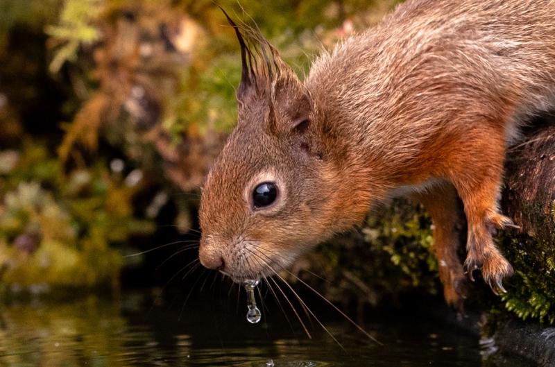 Stunning photo of red squirrel in Ballyfin Laois  wins biodiversity award