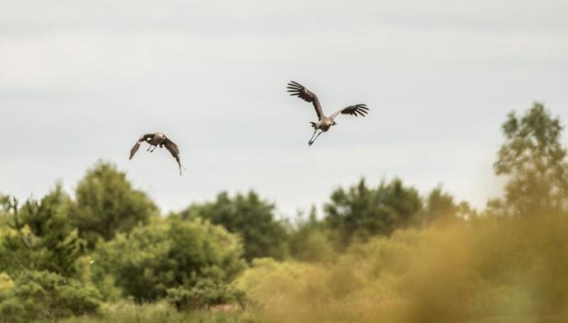 First recorded birth of crane chick in Ireland in 300 years in Bord na M&oacute;na bog 