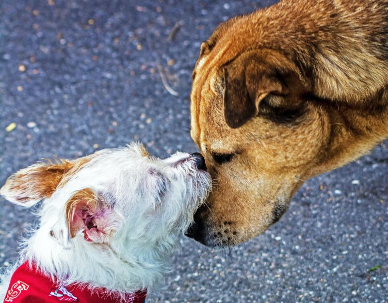 Unwanted dogs killed daily as Covid demand ends Laois rescue charity