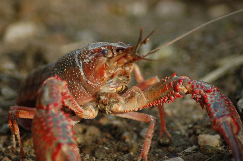 Crayfish Plague hits Laois town's river flowing into Offaly