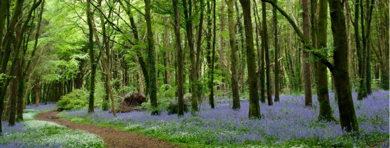 Durrow's leafy loop walk