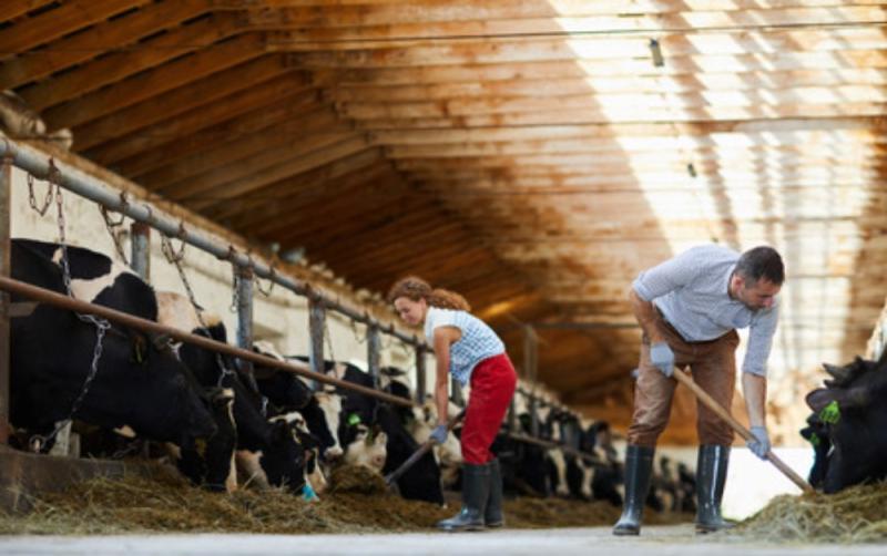 Big majority of Irish people think farming is important to the economy, survey finds
