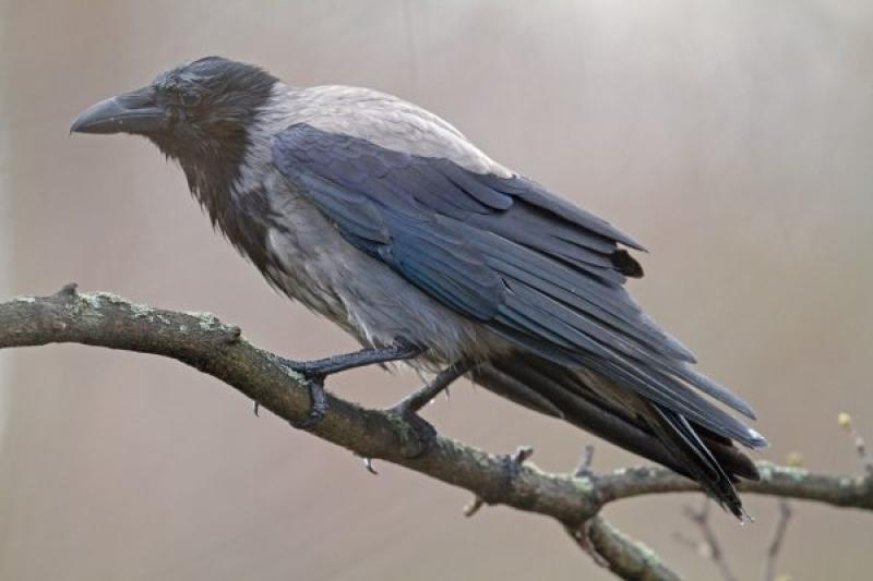 'Greycrows having picnics' in Laois - frustration over litter CCTV ban