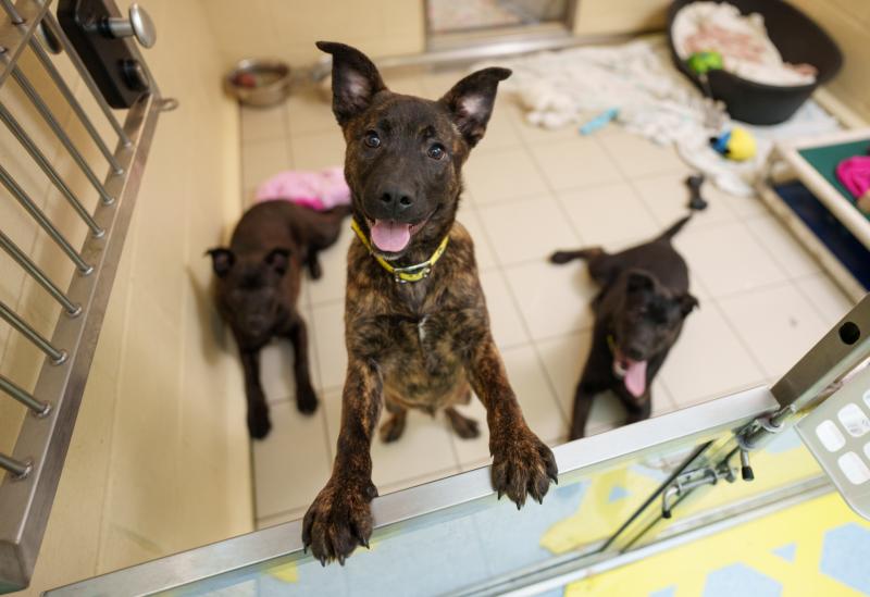 Charity urges people not to buy dogs this Christmas after 82% rise in surrender requests
