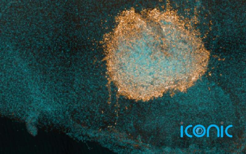 New study reveals white blood cells can mount immune response against Omicron