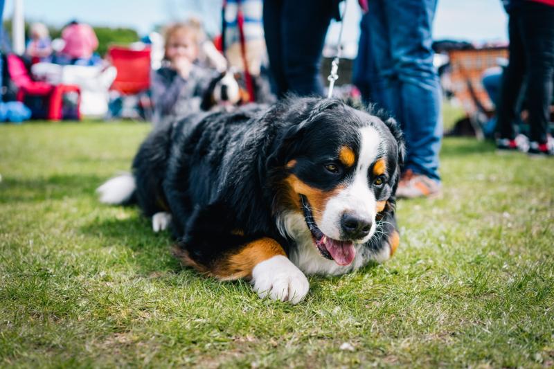 Is your dog good enough to win an All Ireland prize at this Laois show?