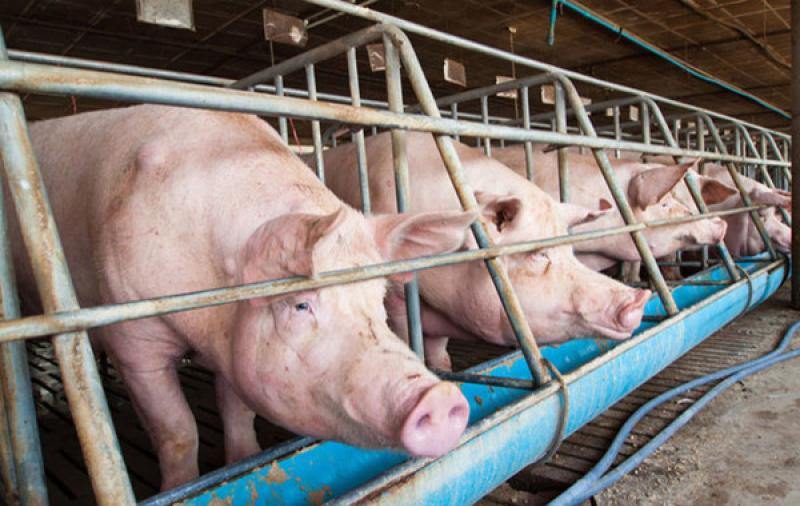 Decision made on intensive pigfarm next to luxury Laois hotel