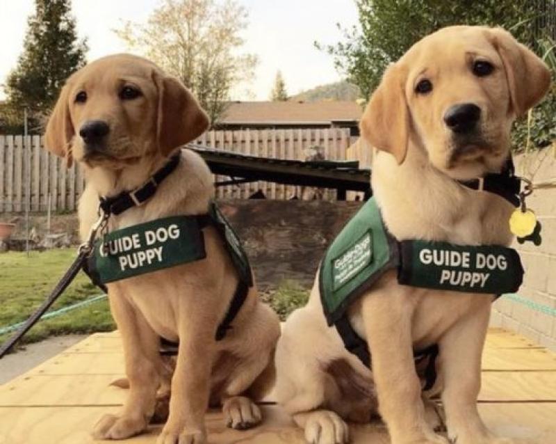 Labrador Guide Dog puppy puppies