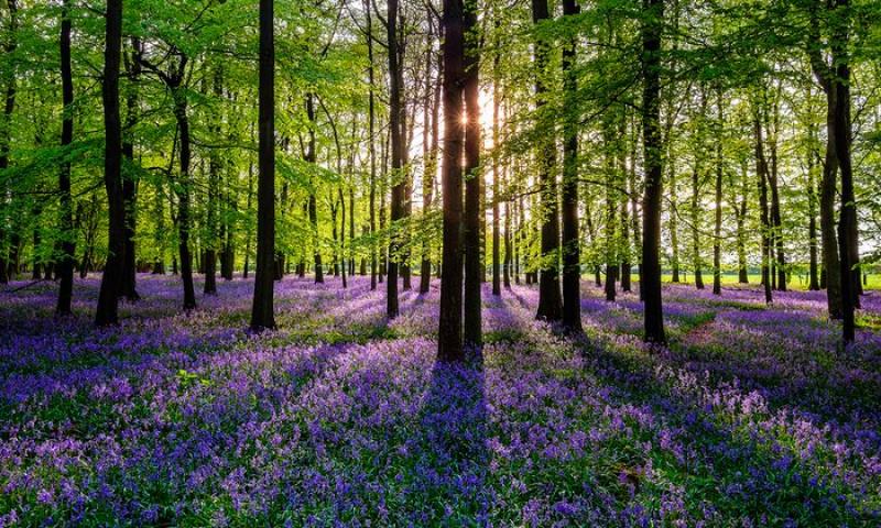 Laois woodlands musical fundraiser for cancer care and Tidy Towns