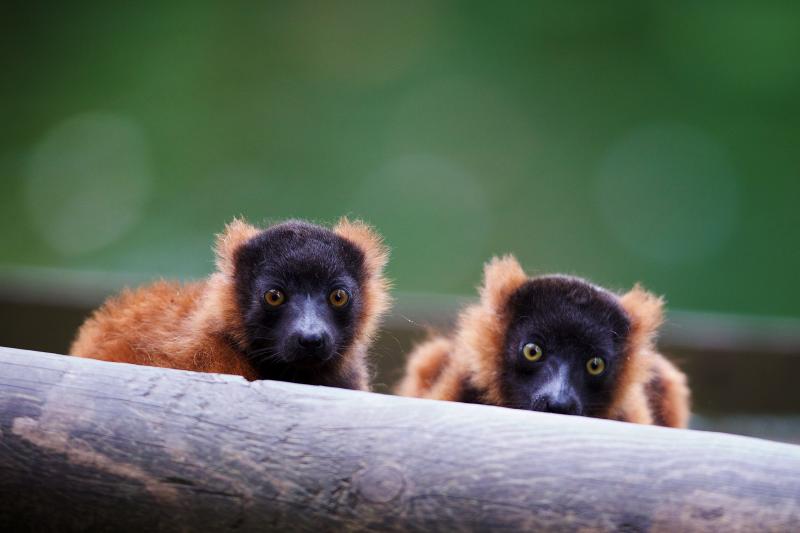 Dublin Zoo announces date for reopening  under stringent health and safety protocols