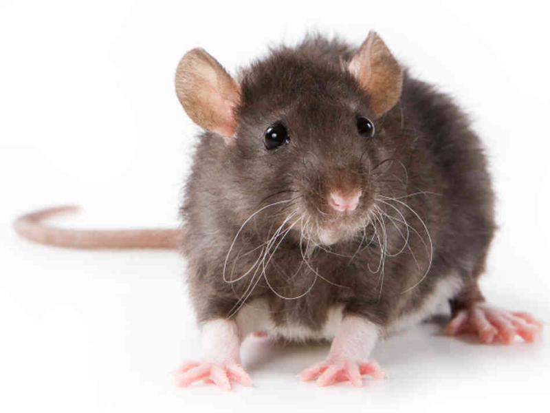 Dead rodent on box of crisps and no hot water - 7 food businesses closed in March