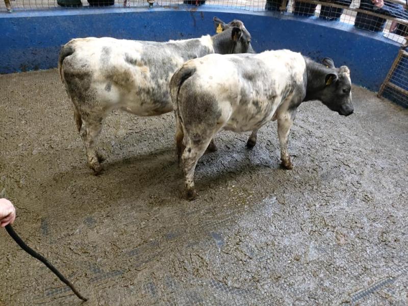 Big changes to Covid-19 mart restrictions in Laois and other counties