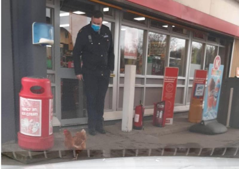 Top ten responses to Laois Gardaí's hen photograph caption callout