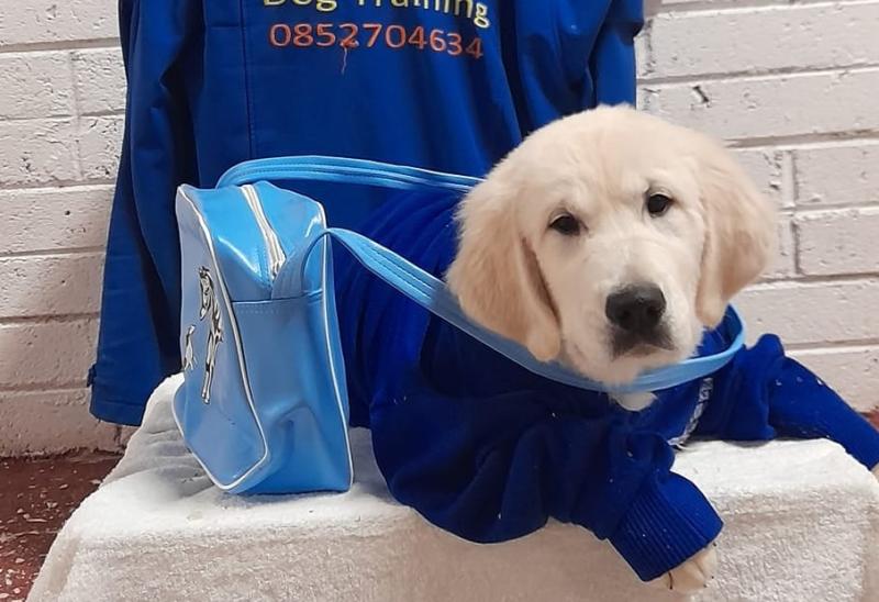 Laois secondary school welcomes new puppy to class