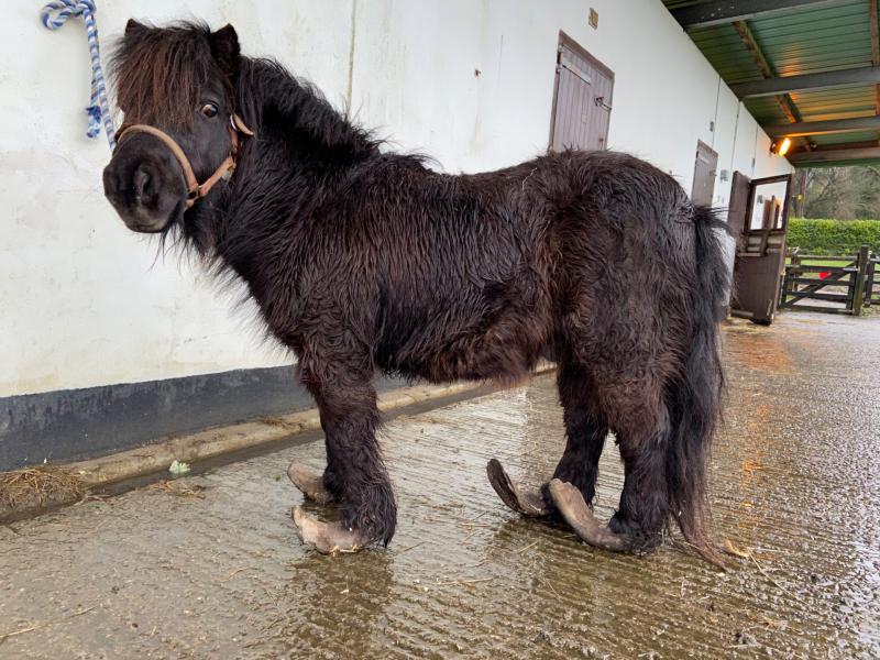 Offaly man fined after pleading guilty to animal cruelty