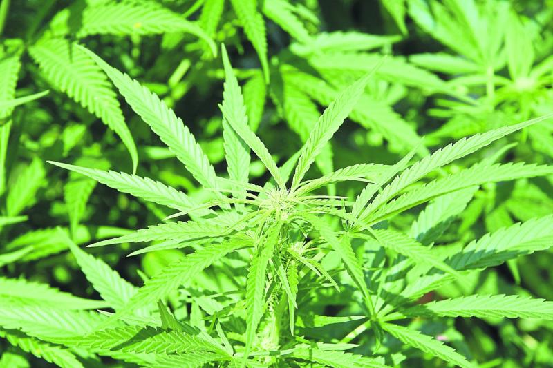 Couple found growing cannabis plants at Laois home 