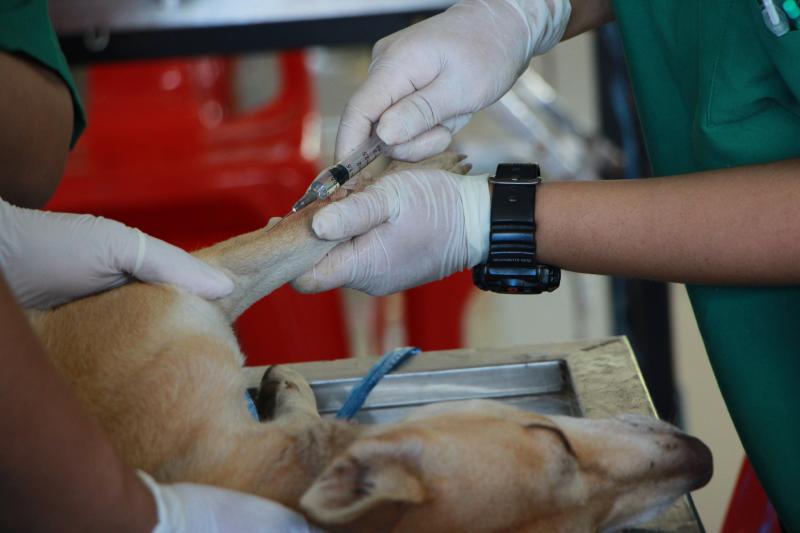 New research report reveals mental health strain on veterinary professionals