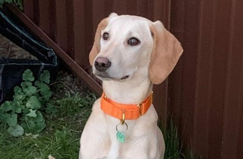 'Exhausted' Laois pet rescue charity announces closure