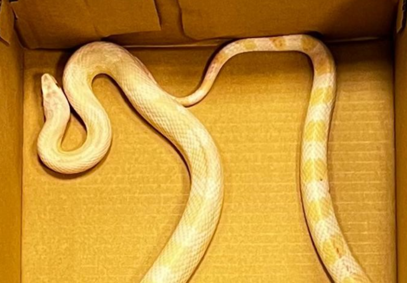 St Patrick missed one! Gardai issue appeal to find owner of escaped snake
