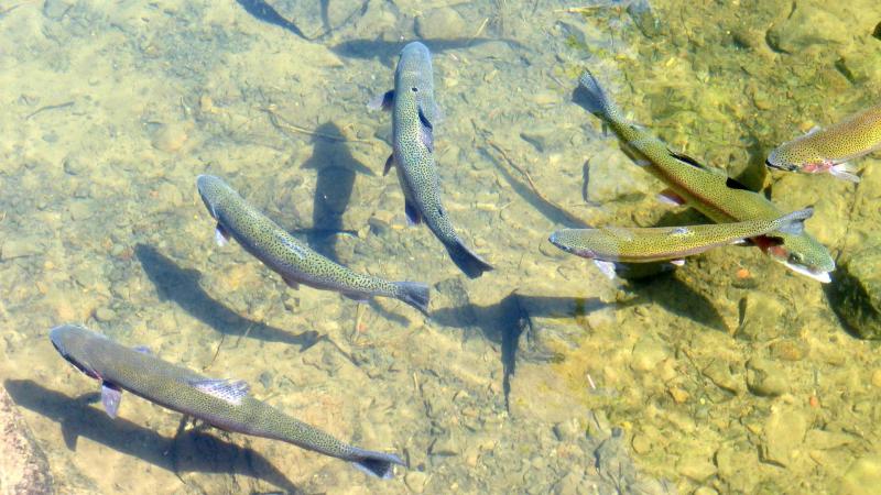 Fish study and national approval needed in Laois to fix rapidly deteriorating bridge