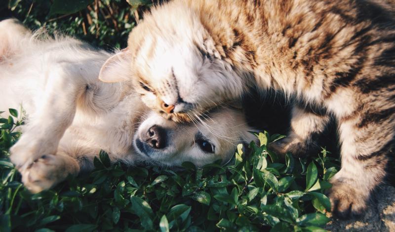 'Frontline work that we can all be proud of' - Animal Welfare Grant Programme launched