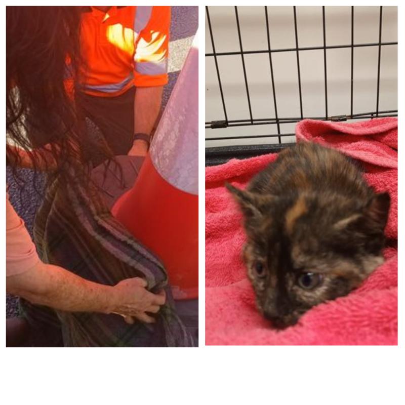 Tiny kitten rescued after 100km engine bay journey from Laois to Waterford 