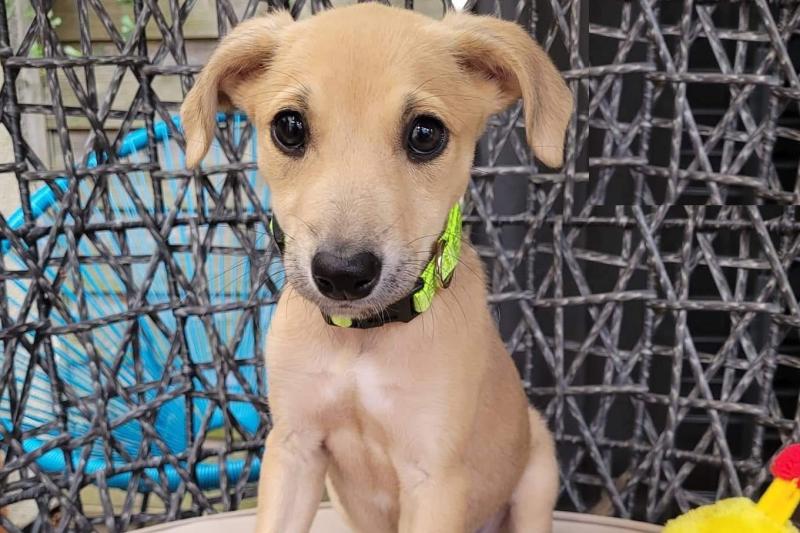 Laois dog rescue charity announces public adoption day