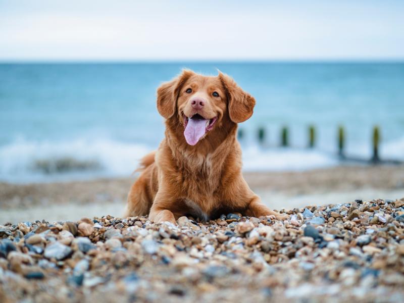 Dog owners reminded to take care of their pets while enjoying the summer weather 