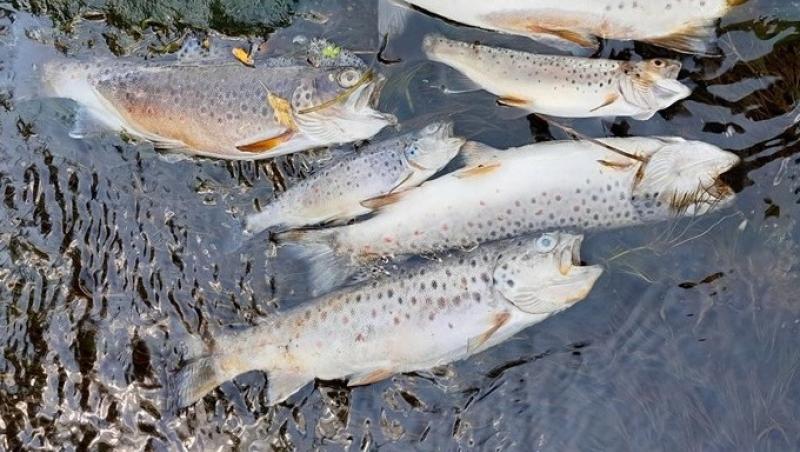 'Devastating' fish kill discovered in Laois river