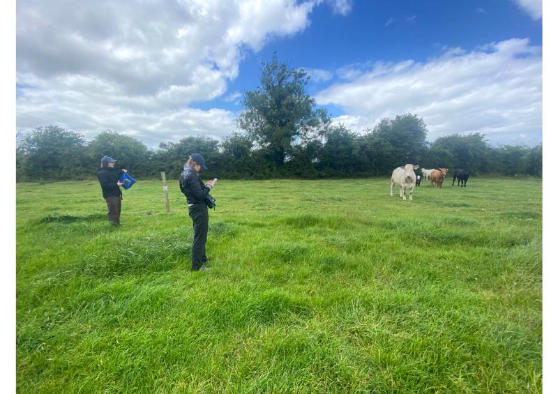 Something arty is happening down on the farm in Laois