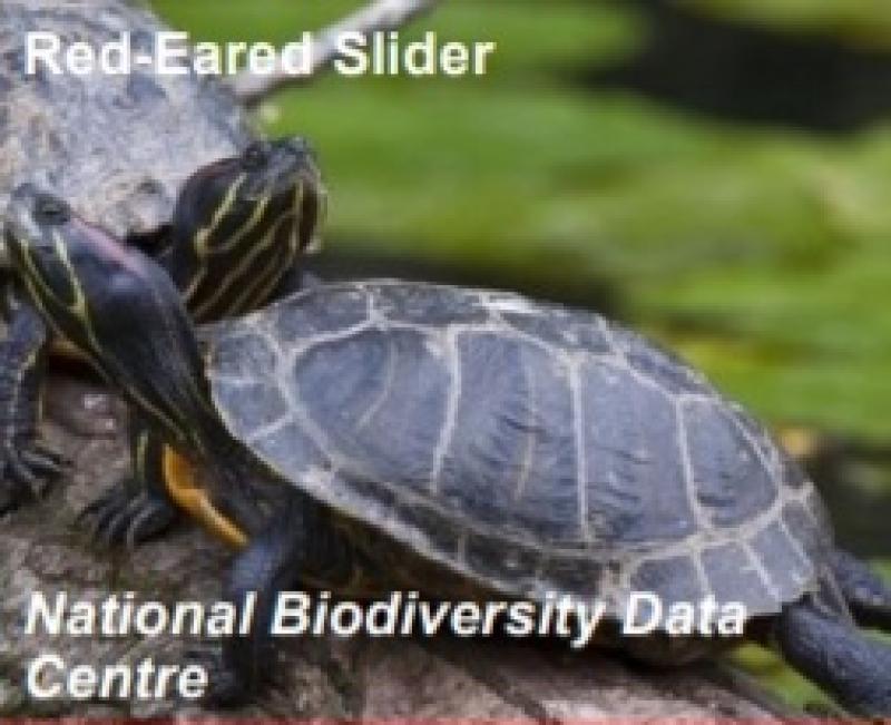 Alert issued over invasive turtle found in Laois