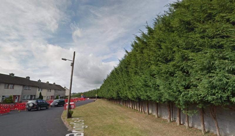 Leylandi trees blocking streetlights in Laois capital town