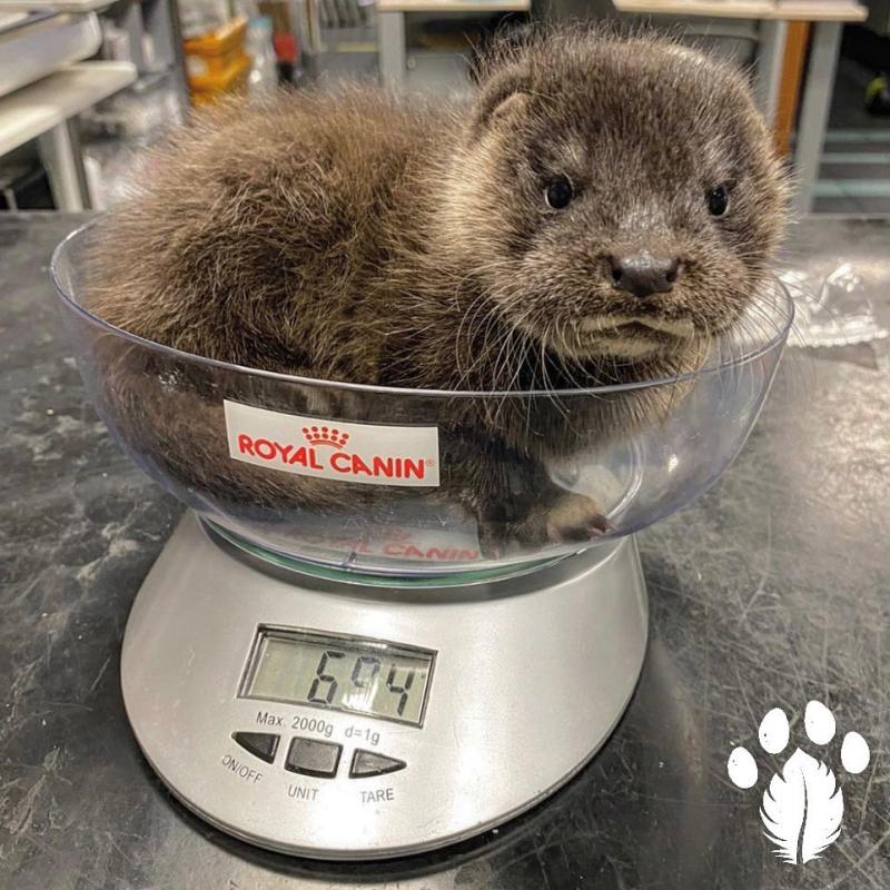 Rescue helps Baby Otter found in Portlaoise 