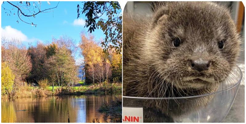 Rescue helps Baby Otter found in Portlaoise 
