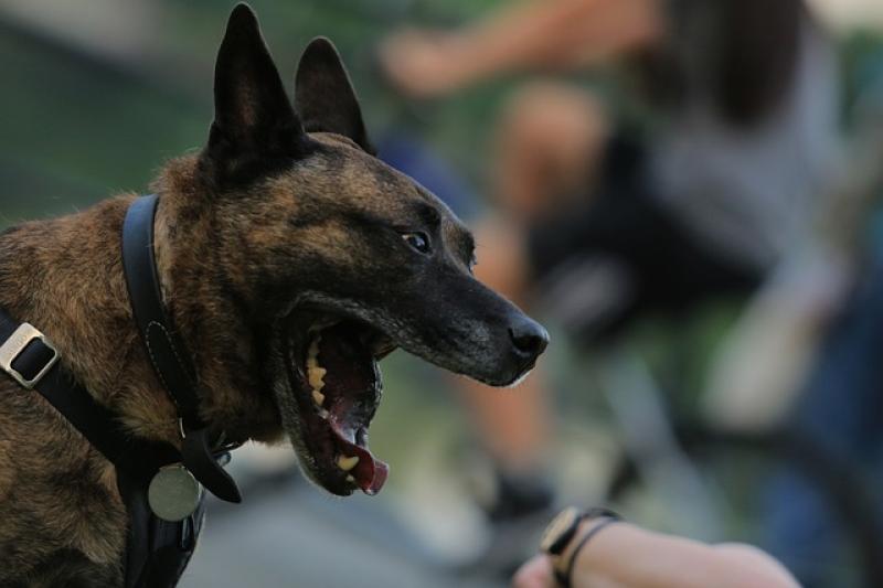 Reports of dog thieves a cause for concern in Donegal